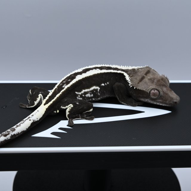 아잔틱 슈퍼스트라이프 풀핀