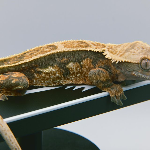 100%헷아잔틱 쿼드 풀핀