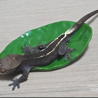 카푸치노 100%헷아잔틱