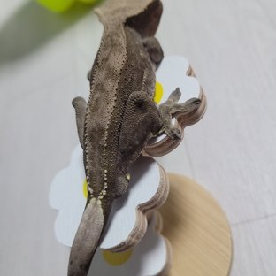 챠콜 알티