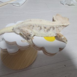 릴리화이트