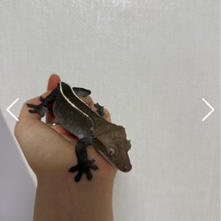 아잔틱 화이트핀