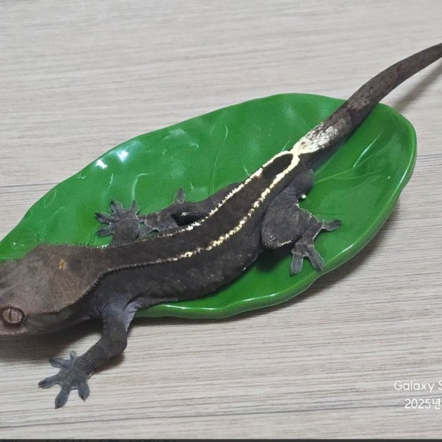 카푸치노 100%헷아잔틱