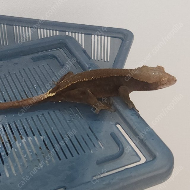 카푸치노 100%헷아잔틱