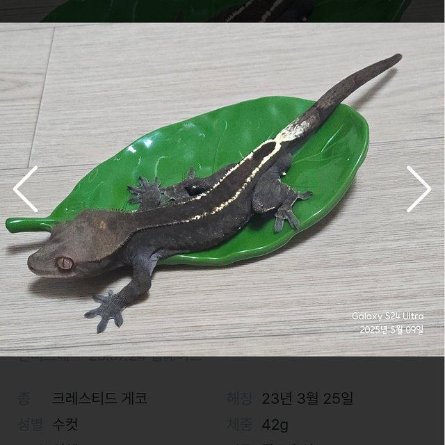 카푸치노 100%헷아잔틱