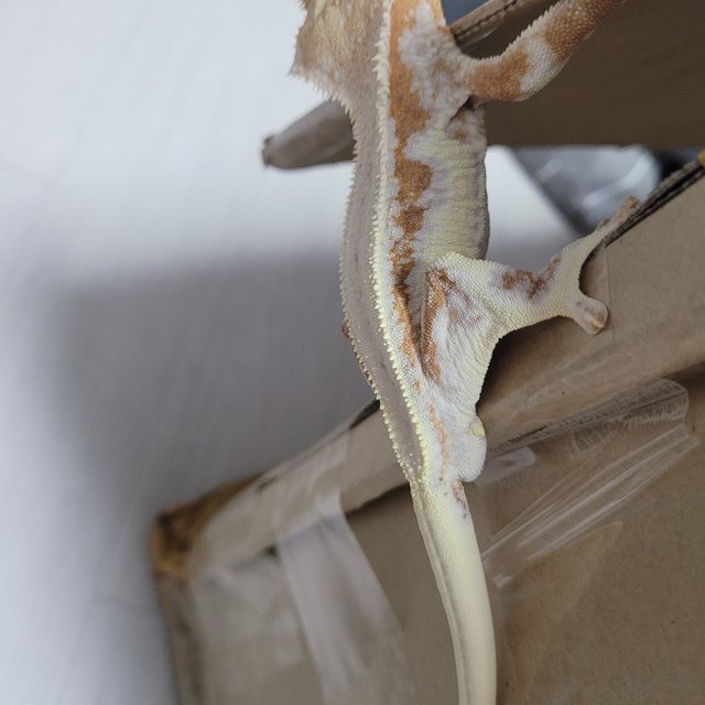 릴리화이트 크림시클