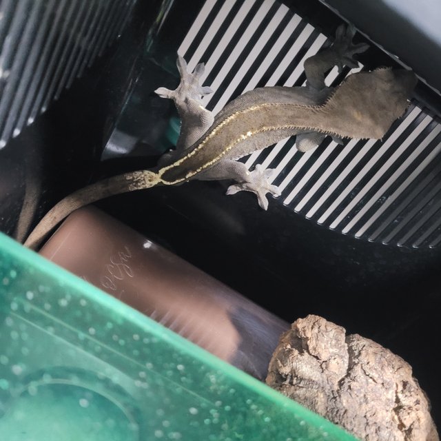 카푸치노 100%헷아잔틱