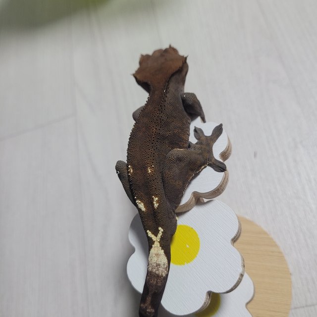 카푸치노 100%헷아잔틱