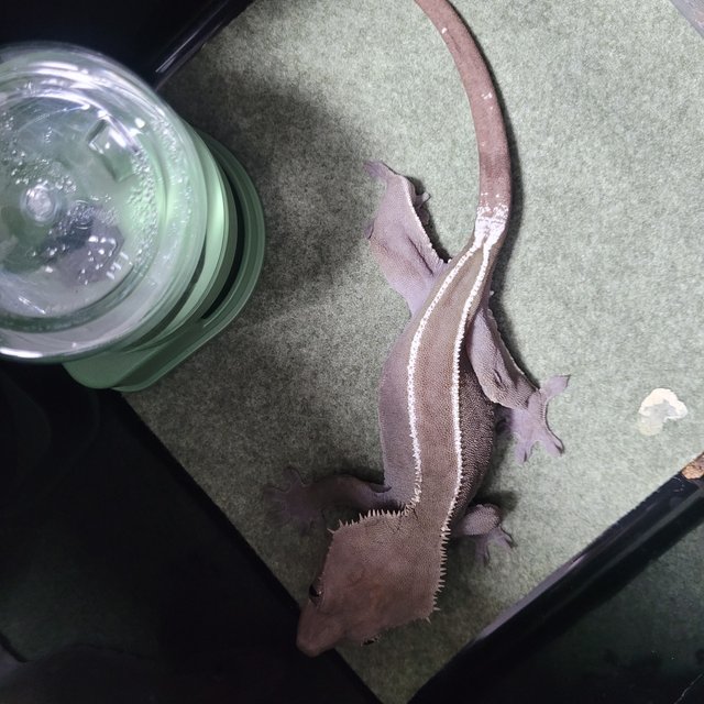 아잔틱 화이트핀