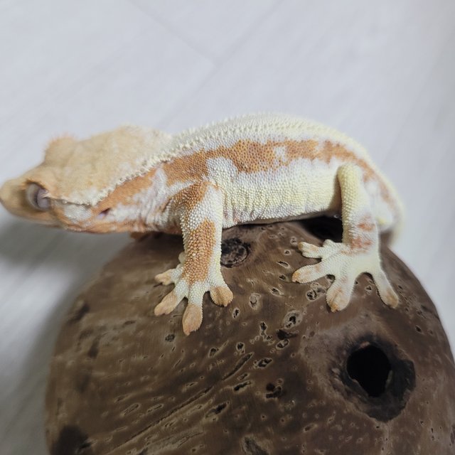 릴리화이트 크림시클