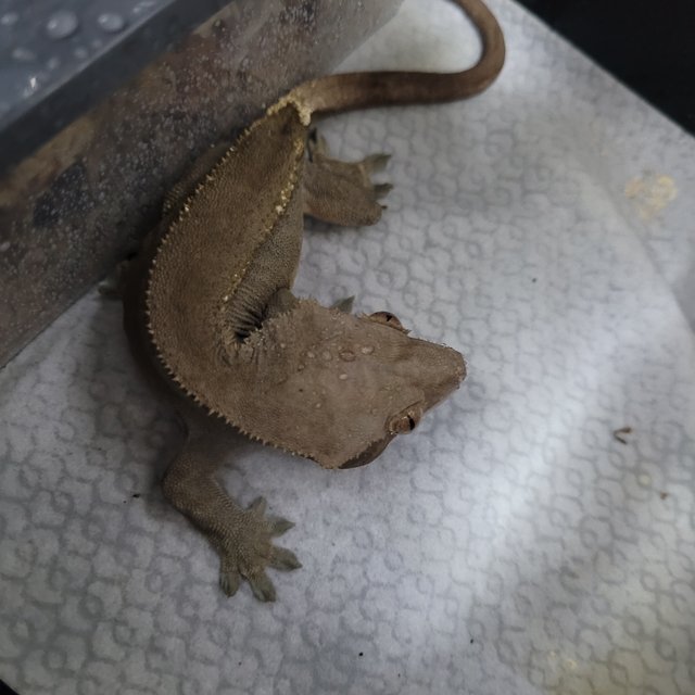 카푸치노 100%헷아잔틱