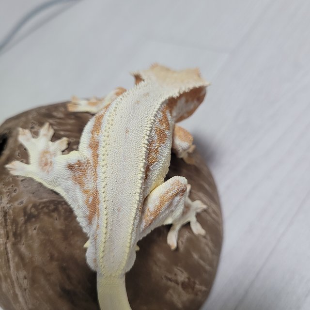 릴리화이트 크림시클