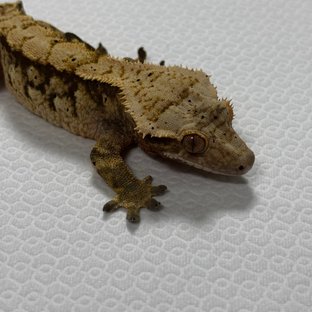 트라이 익스트림할리퀸
