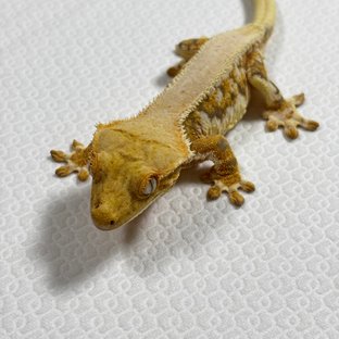 릴리화이트 솔리드백