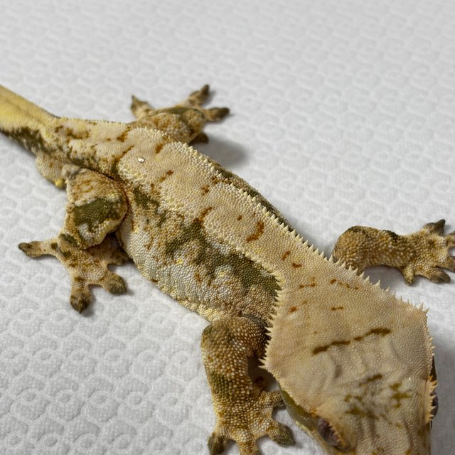 트라이 익스트림할리퀸 드리피