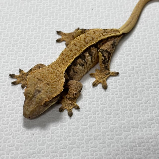 트라이 익스트림할리퀸