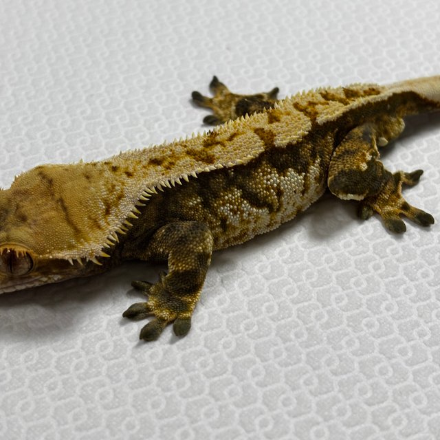 트라이 익스트림할리퀸