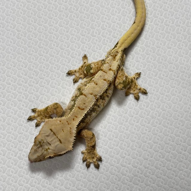 트라이 익스트림할리퀸 드리피