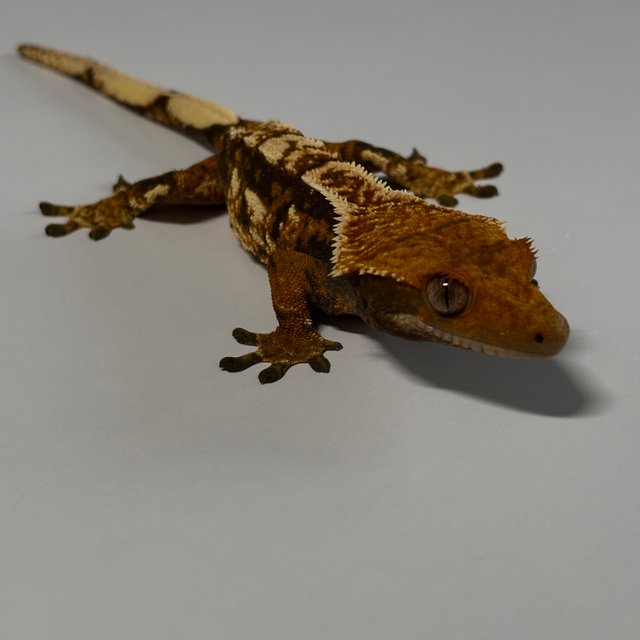 트라이 텐저린 익스트림할리퀸