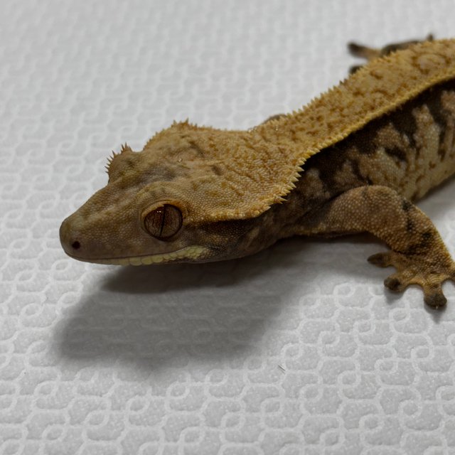 트라이 익스트림할리퀸