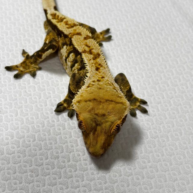 트라이 익스트림할리퀸