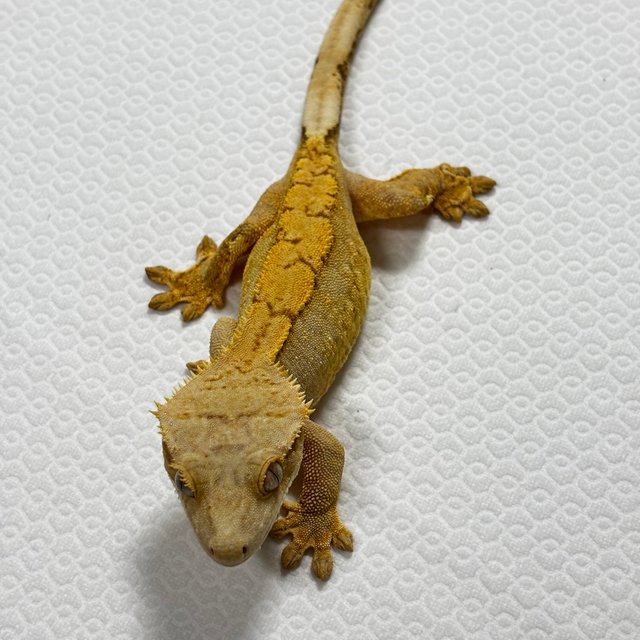 벅스킨 브린들 옐로우 트라이 익스트림할리퀸