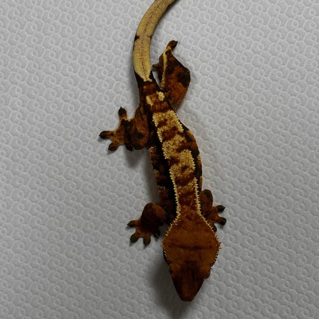 텐저린 트라이 익스트림할리퀸