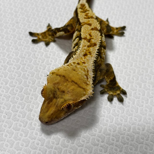 트라이 익스트림할리퀸