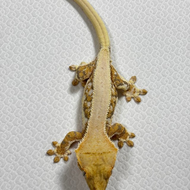 릴리화이트 솔리드백