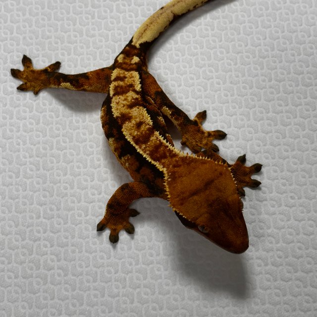 텐저린 트라이 익스트림할리퀸