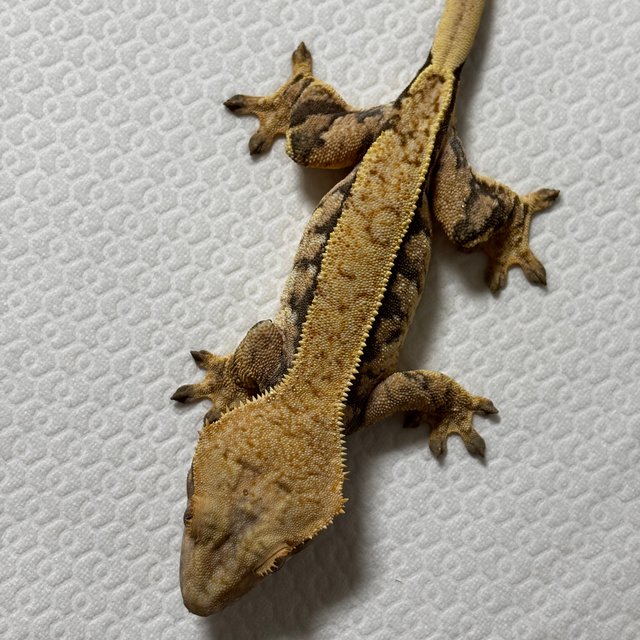 트라이 익스트림할리퀸