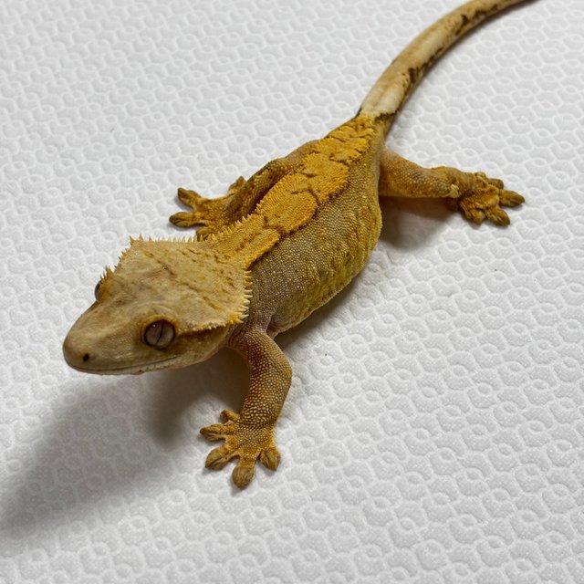 벅스킨 브린들 옐로우 트라이 익스트림할리퀸