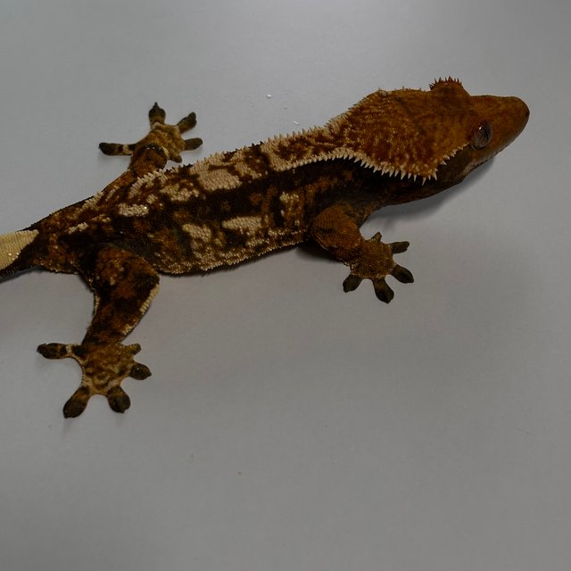 트라이 텐저린 익스트림할리퀸