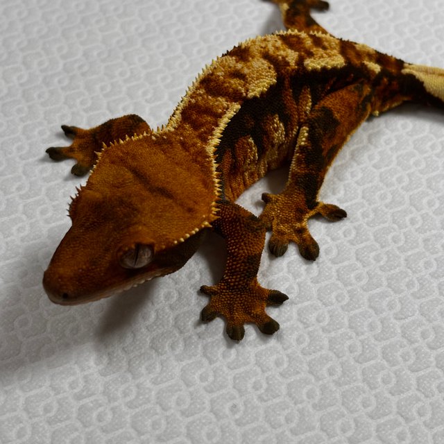 텐저린 트라이 익스트림할리퀸