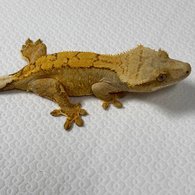 벅스킨 브린들 옐로우 트라이 익스트림할리퀸