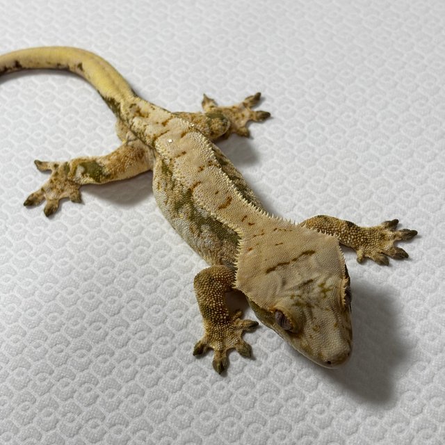 트라이 익스트림할리퀸 드리피