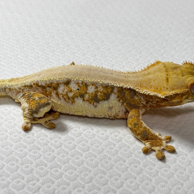 릴리화이트 솔리드백