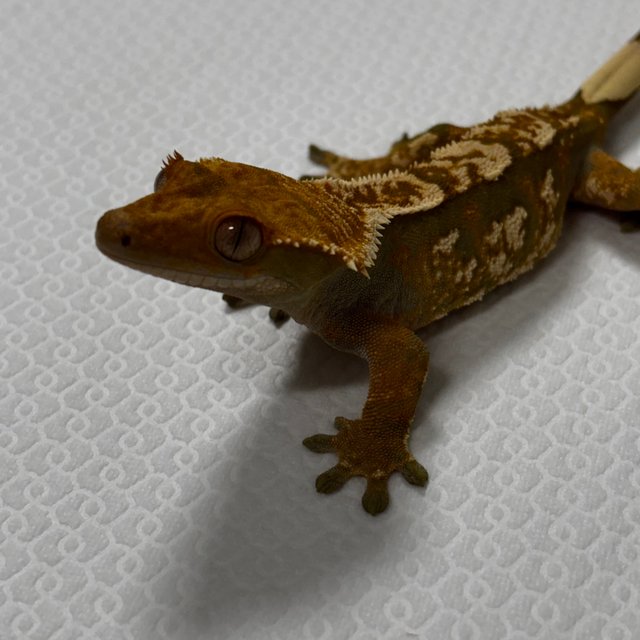 트라이 텐저린 익스트림할리퀸