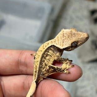 노멀 쿼드 풀핀 드리피 화이트스팟