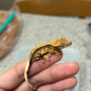 노멀 드리피 쿼드 풀핀