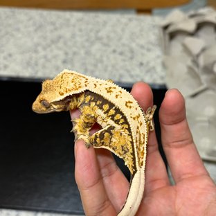 노멀 드리피 쿼드 풀핀