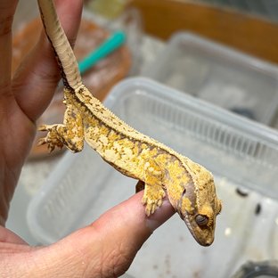 노멀 쿼드 풀핀 드리피