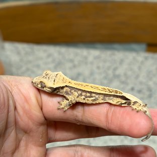 노멀 쿼드 드리피 화이트스팟 풀핀 화이트