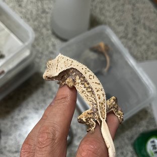 노멀 드리피 화이트스팟
