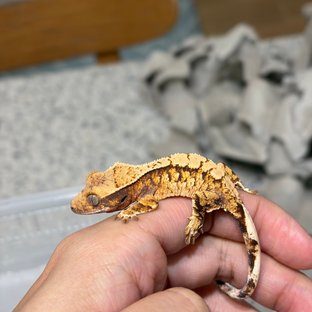 노멀 트라이 익스트림할리퀸