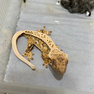 노멀 드리피 쿼드