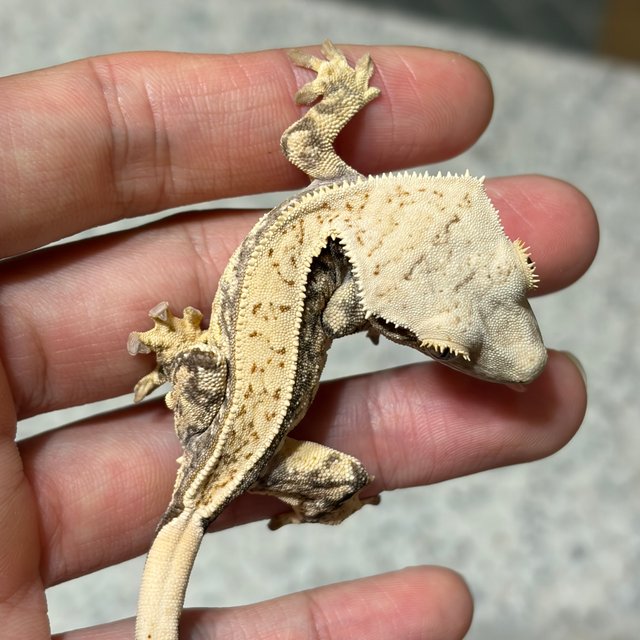 노멀 쿼드 풀핀 드리피 화이트스팟