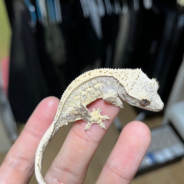 노멀 드리피 쿼드 화이트포트홀