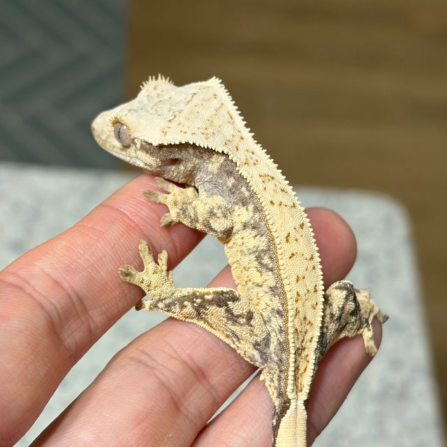 노멀 쿼드 풀핀 드리피 화이트스팟