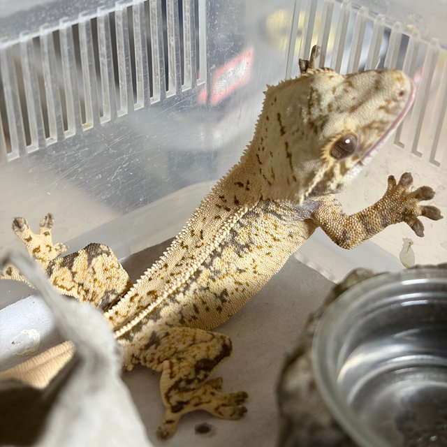 노멀 드리피 쿼드